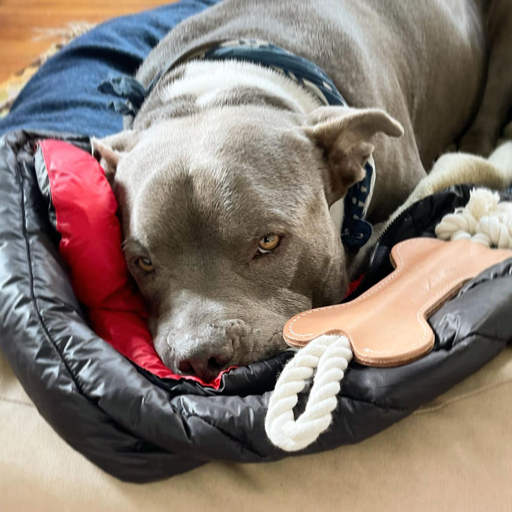 dog resting next to leather tug toy