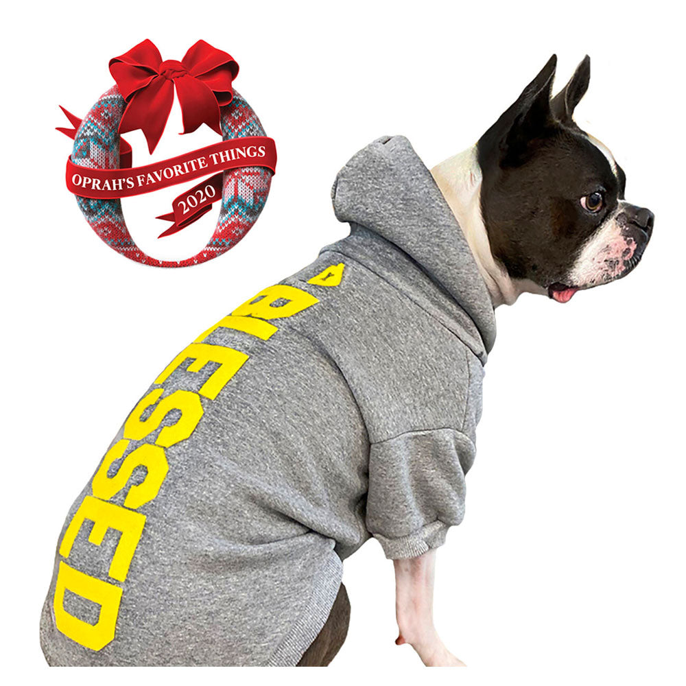 dog wearing grey 'blessed' hoodie