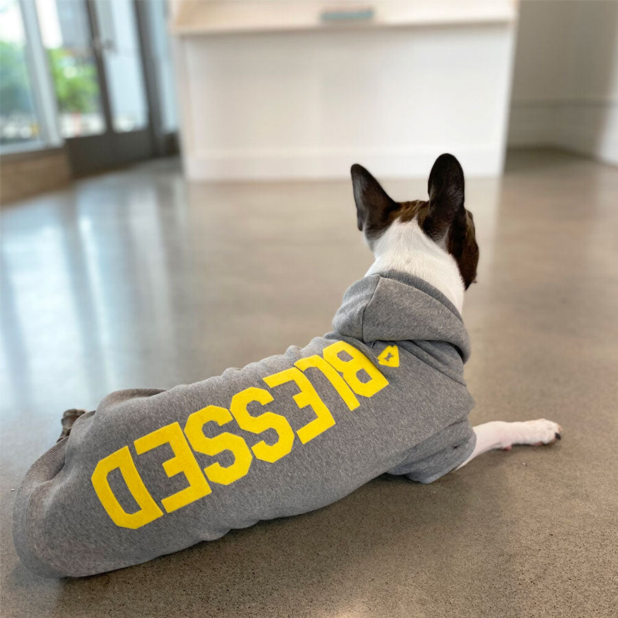 dog wearing grey 'blessed' hoodie, back view
