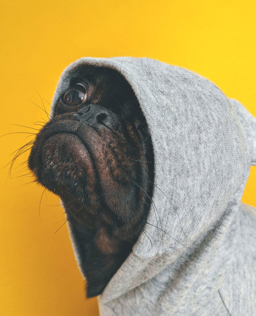 pug wearing a light grey hoodie