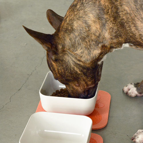dog eating out of bowl