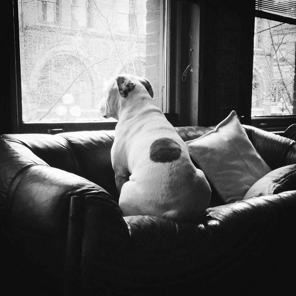 Wubbi sitting on a couch and looking out a window