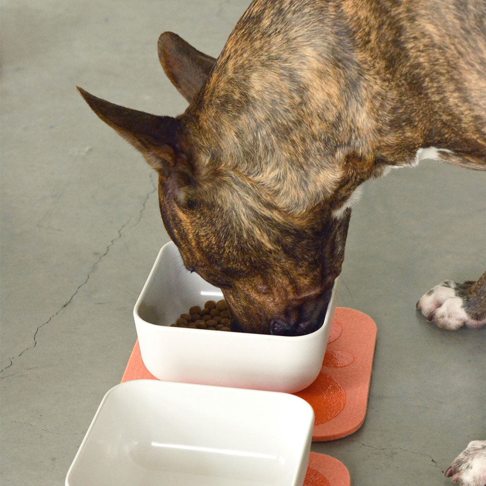 dog eating out of dog bowl