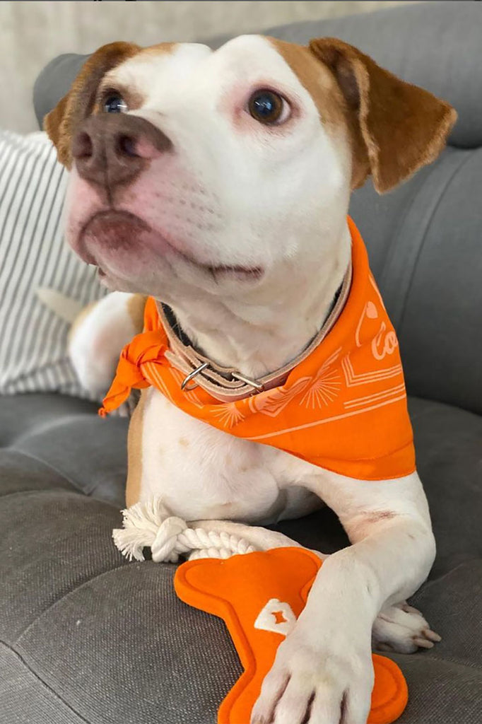 dog holding orange wool dog toy