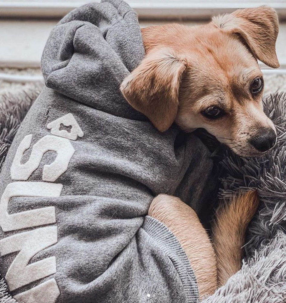 dog wearing light grey hoodie