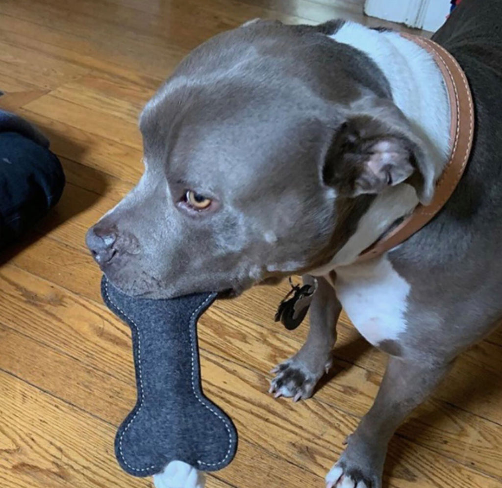 pittbull holding wool toy in its mouth